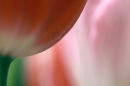 Tulip profile